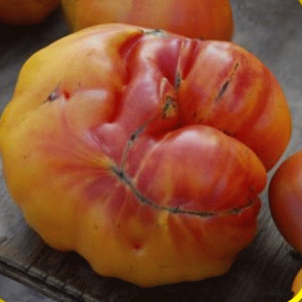 Heirloom Tomato reine blanche 50 graines