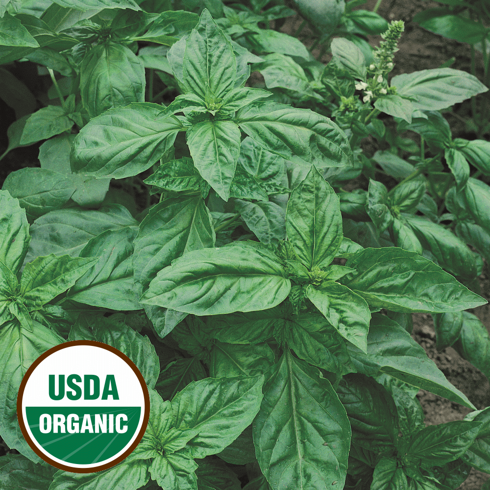 Everwilde Farms Mylar Seed Packet 1000 Organic Lemon Basil Organic Herb Seeds 