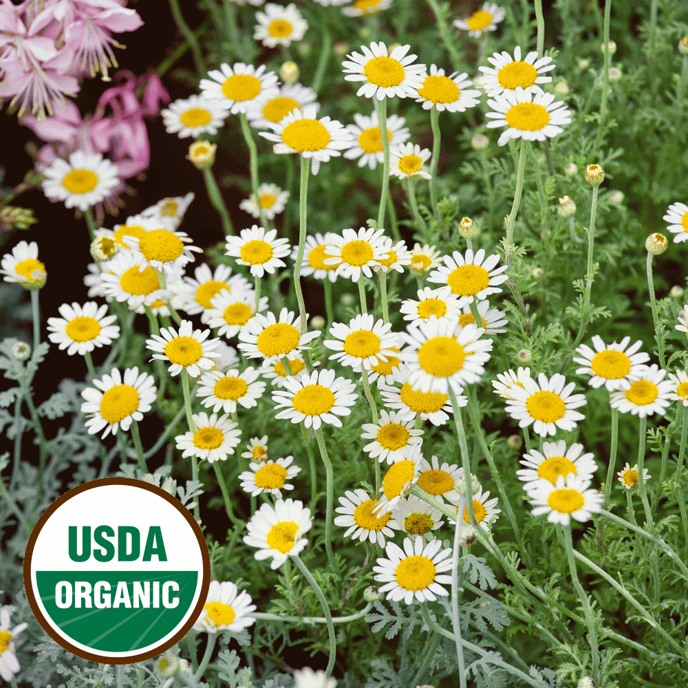 500 SEEDS SAME DAY SHIPPING German Chamomile Seeds 