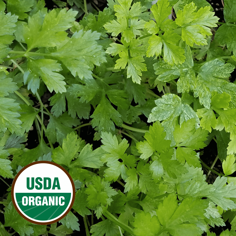 Everwilde Farms Mylar Seed Packet 1/4 Lb Triple Curled Parsley Seeds 