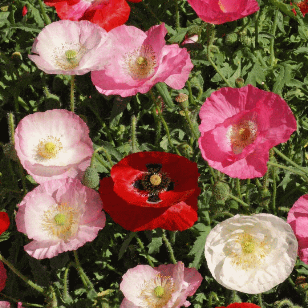 80000 Seeds Poppy Papaver rhoeas 
