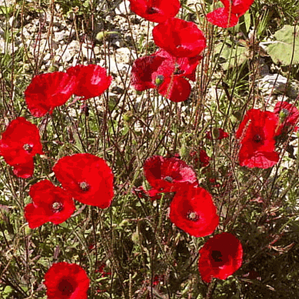 Extra Large Packet Papaver rhoeas Sweet Yards Seed Co Over 200,000 Open Pollinated Non-GMO Wildflower Seeds Shirley Poppy Seeds Mixed Colors 