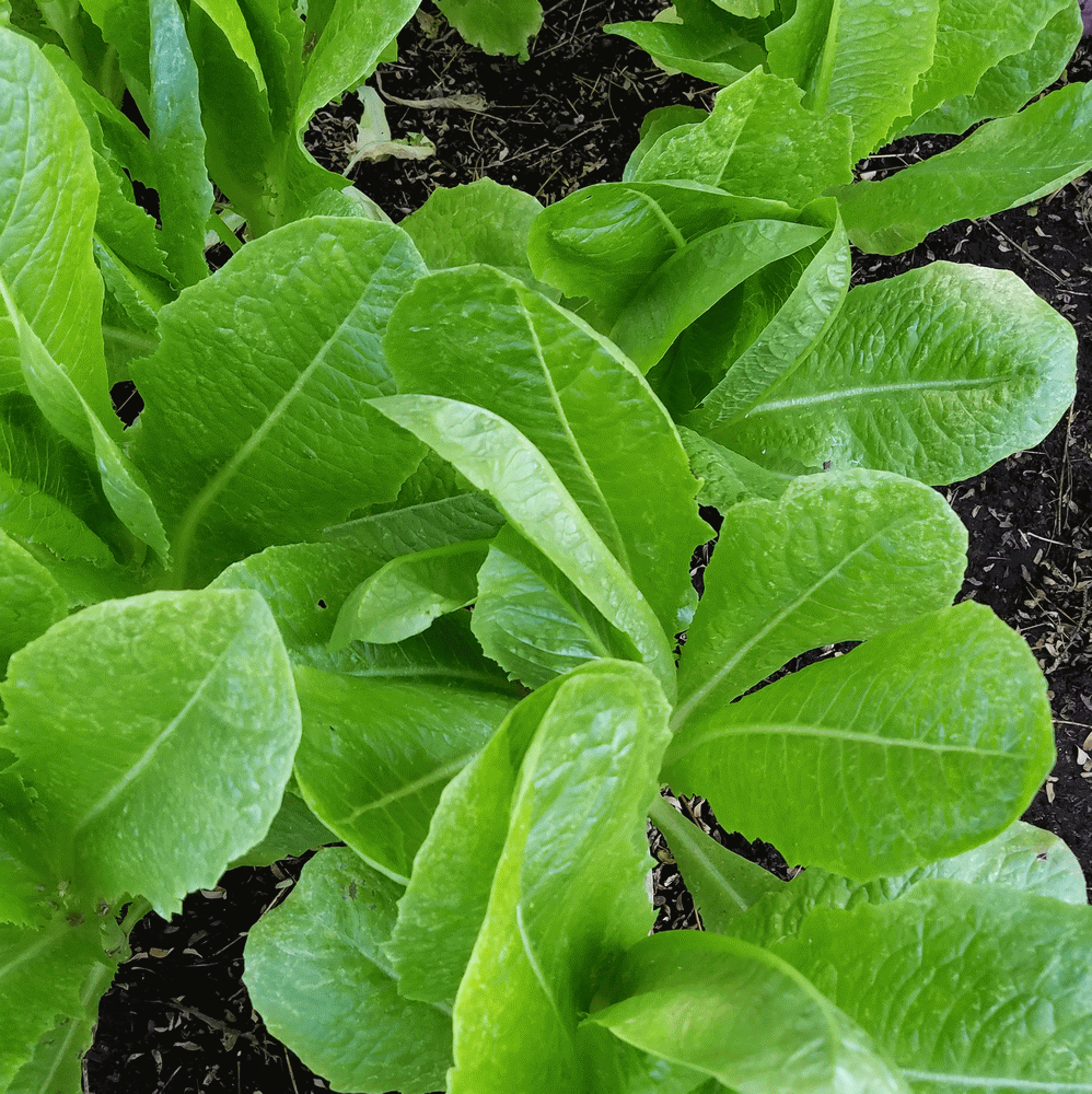 Lettuce Romaine Parris Island Cos Non GMO Heirloom Vegetable Seeds Sow No GMO® 