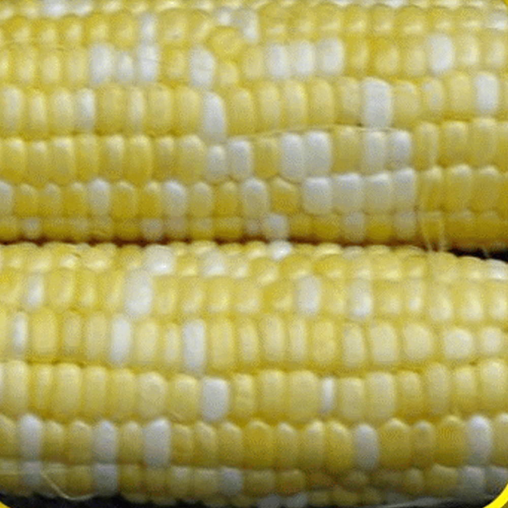 Non-GMO Seeds Seed Needs Package of 230 Seeds Peaches & Cream Sweet Corn Zea mays 