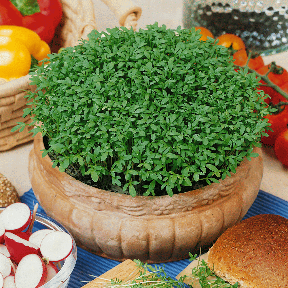 Cress EXTRA CURLED LEAF 200 Seeds WATERCRESS peppergrass herb garden salad vegie 