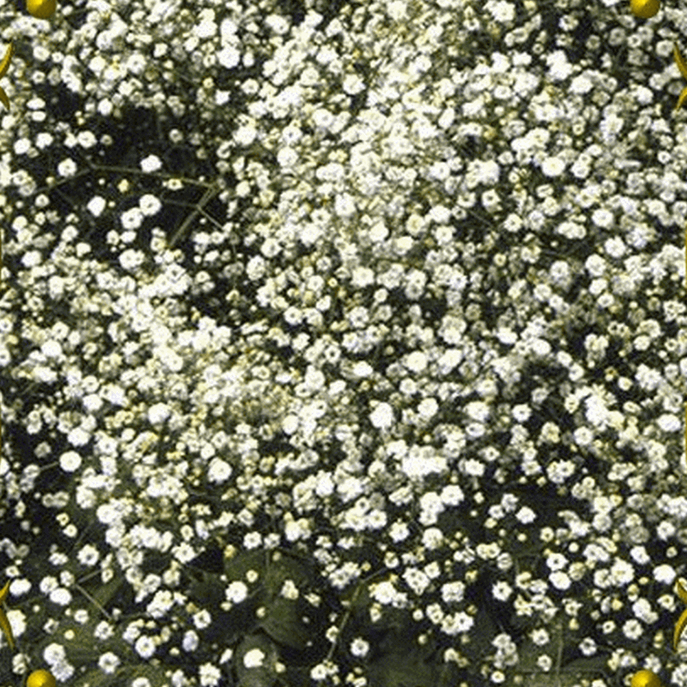 Gypsophila Paniculata Perennial Baby S Breath Wildflower Seeds Gypsophila Paniculata Perennial Baby S Breath Wildflower Seeds