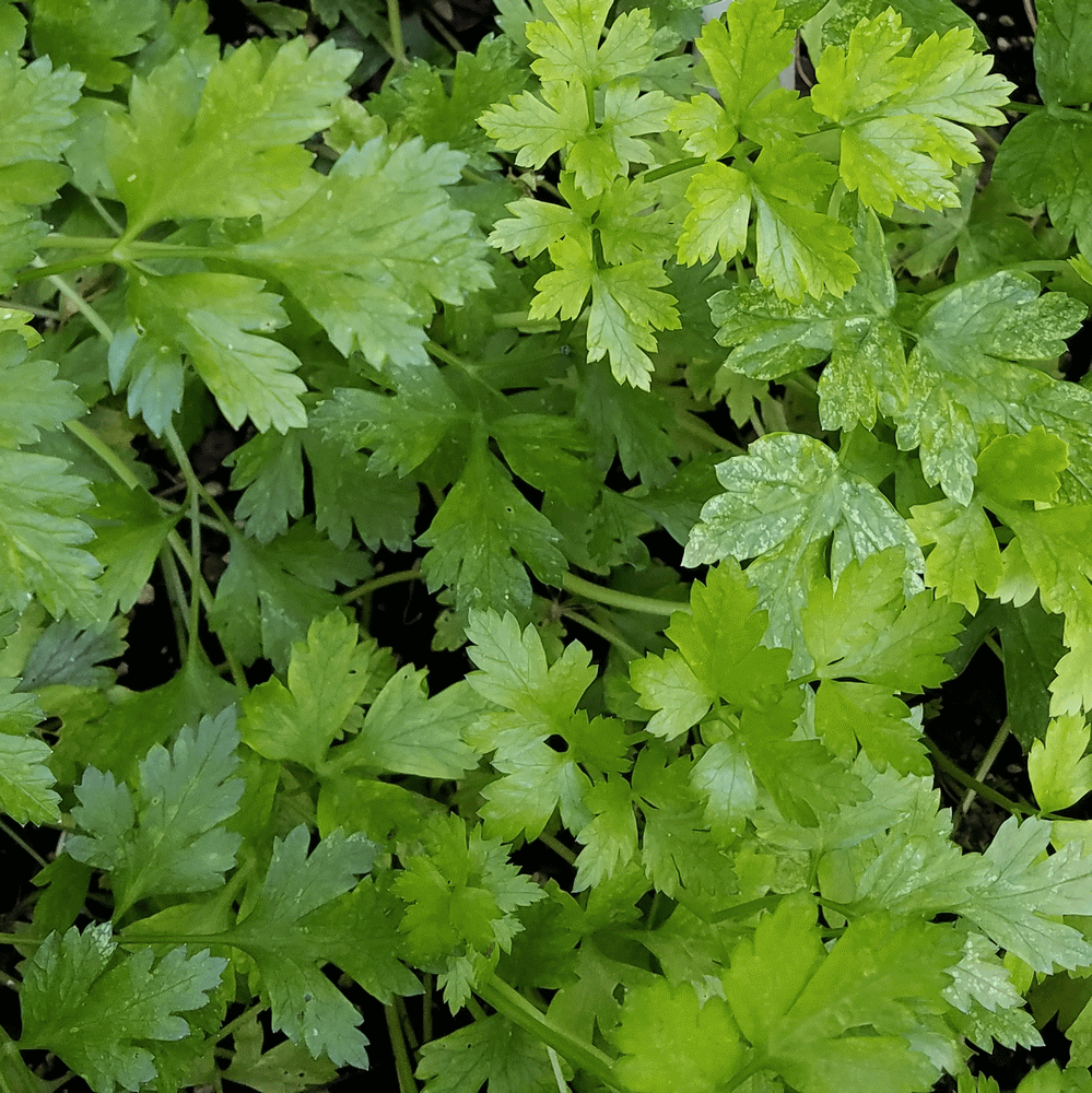 PLAIN OR SINGLE VARIETY OF SIZES NON GMO FREE SHIPPING Details about   PARSLEY SEEDS 