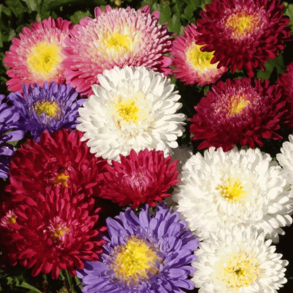 powder puffs bulk