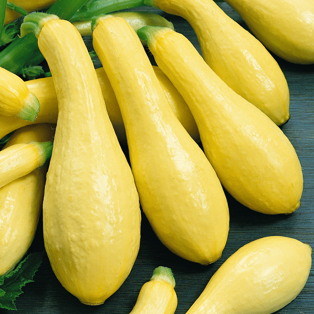 Squash Seed Early Summer Crookneck Squash Seeds Fresh Seed  FREE Shipping 