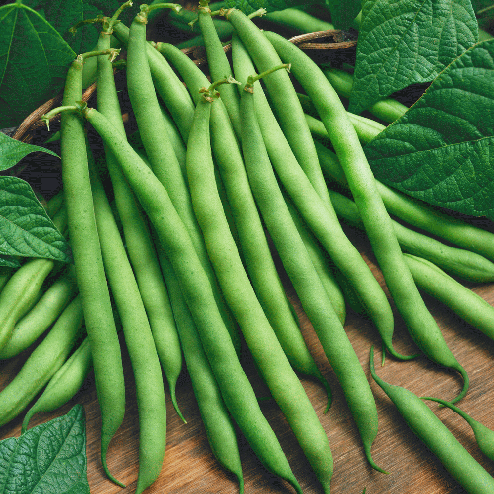 Provider Bush Beans | Green Bean Seed | Everwilde Farms