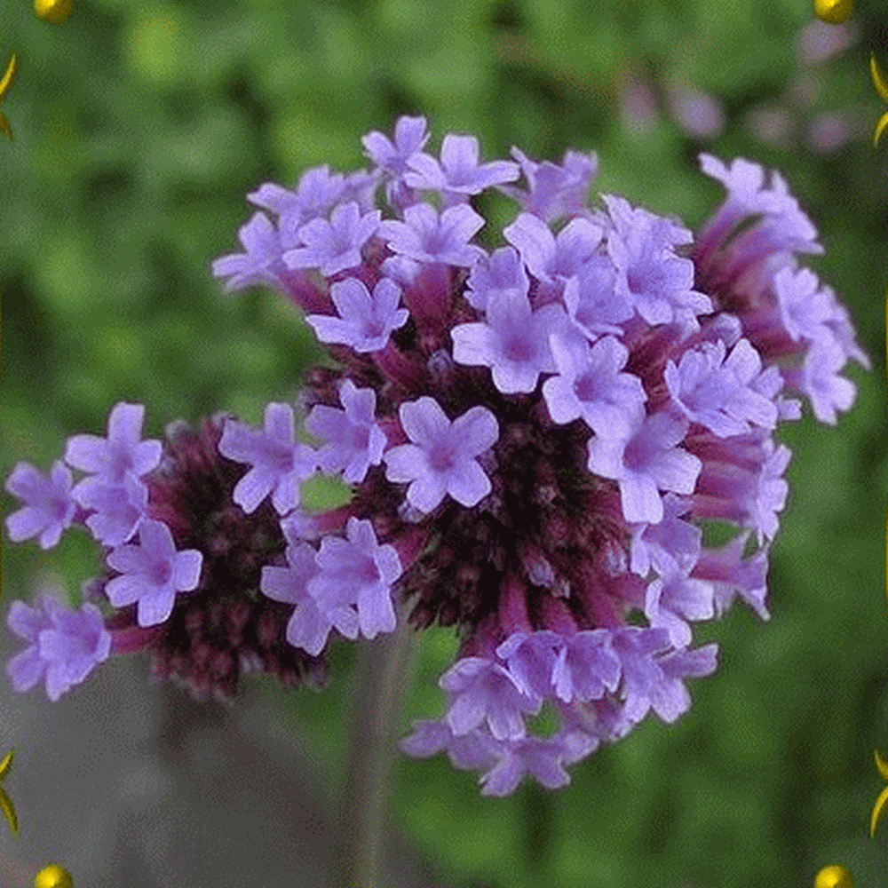 Verbena bonariensis (Purpletop Vervain) Wildflower Seeds