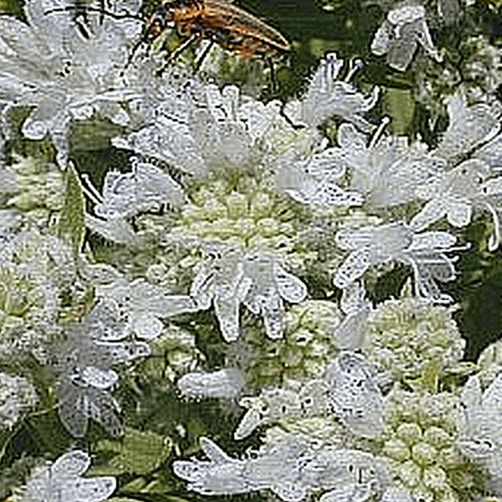 pycnanthemum virginianum pycnanthemum virginianum