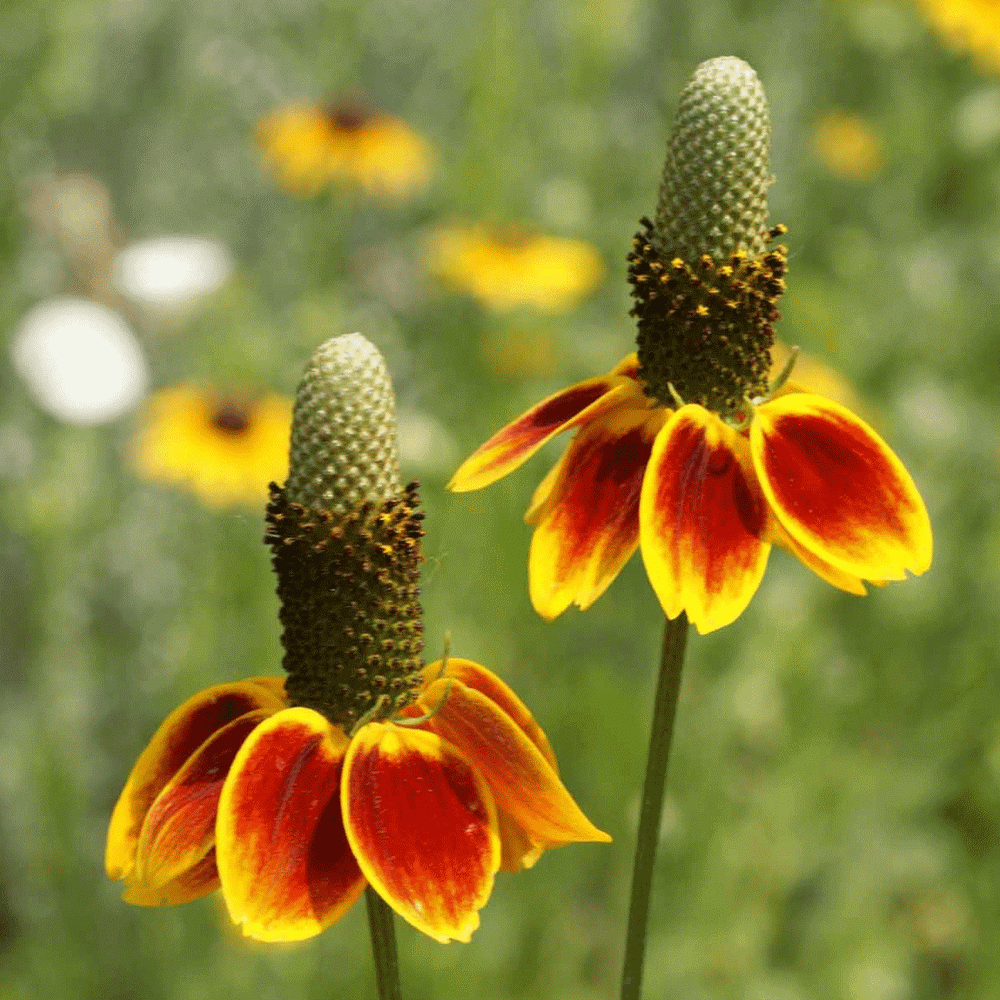 Mexican Hat Dance Neat Wild Red and Orange Flower Over 25 Seeds 