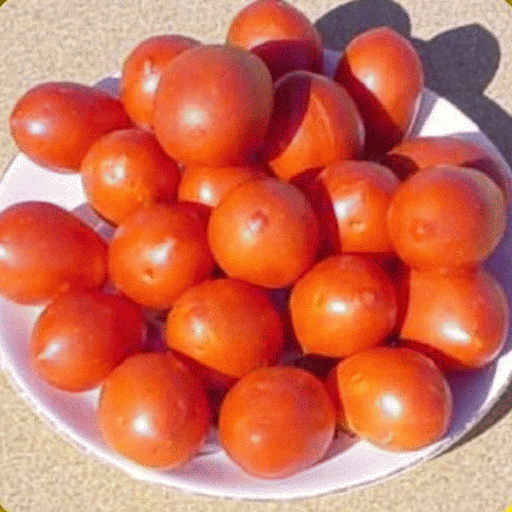 Rio Grande tomato original 10 fresh seeds