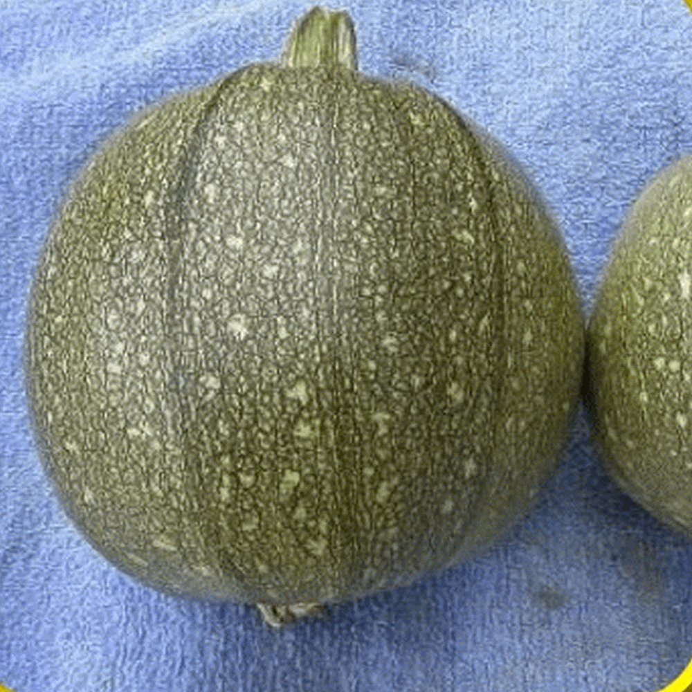 Details about   Round Zucchini Squash Seed NON GMO FUN FAVORITE IN KITCHEN & GARDEN Heirloom 