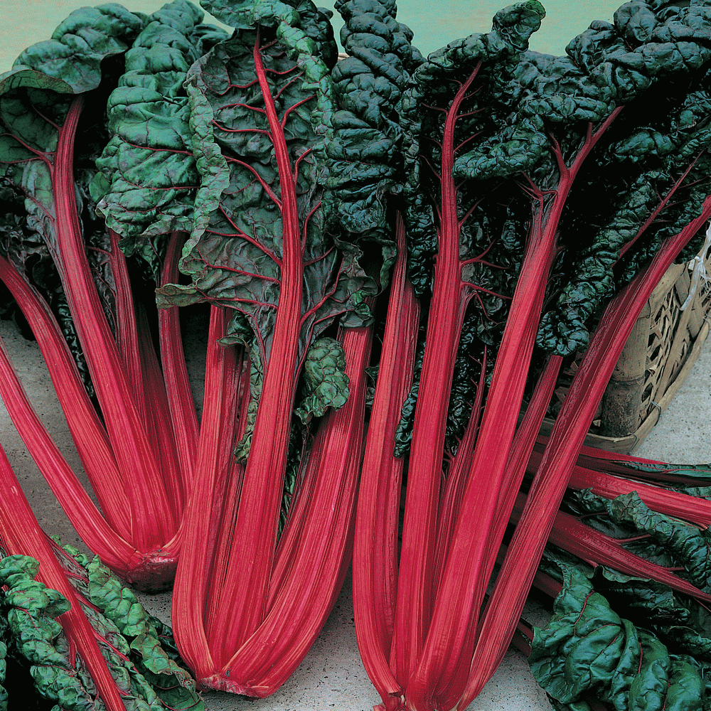 Swiss Chard Seeds Ruby Red