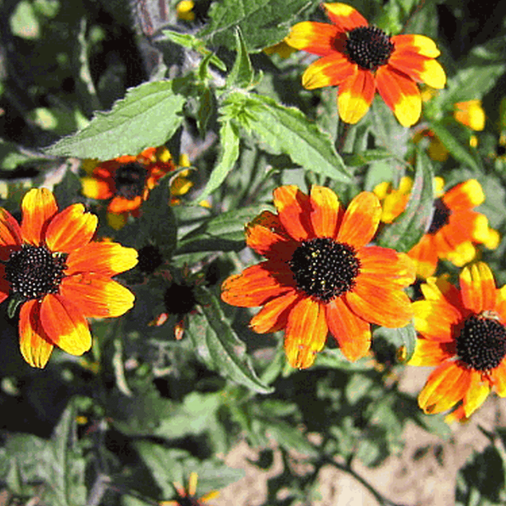 Rudbeckia Triloba Variation Red Sport Wildflower Seed,How Often Do Puppies Poop At 12 Weeks
