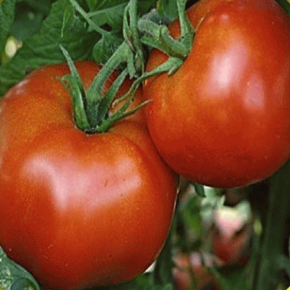 Tomato Seeds Rutgers VF Seeds 80 days 2,000 Bulk Seeds