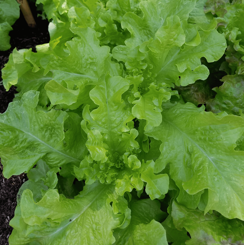 500 Fresh Heirloom Green Salad Bowl Leaf Lettuce Premium Seeds-B 68 
