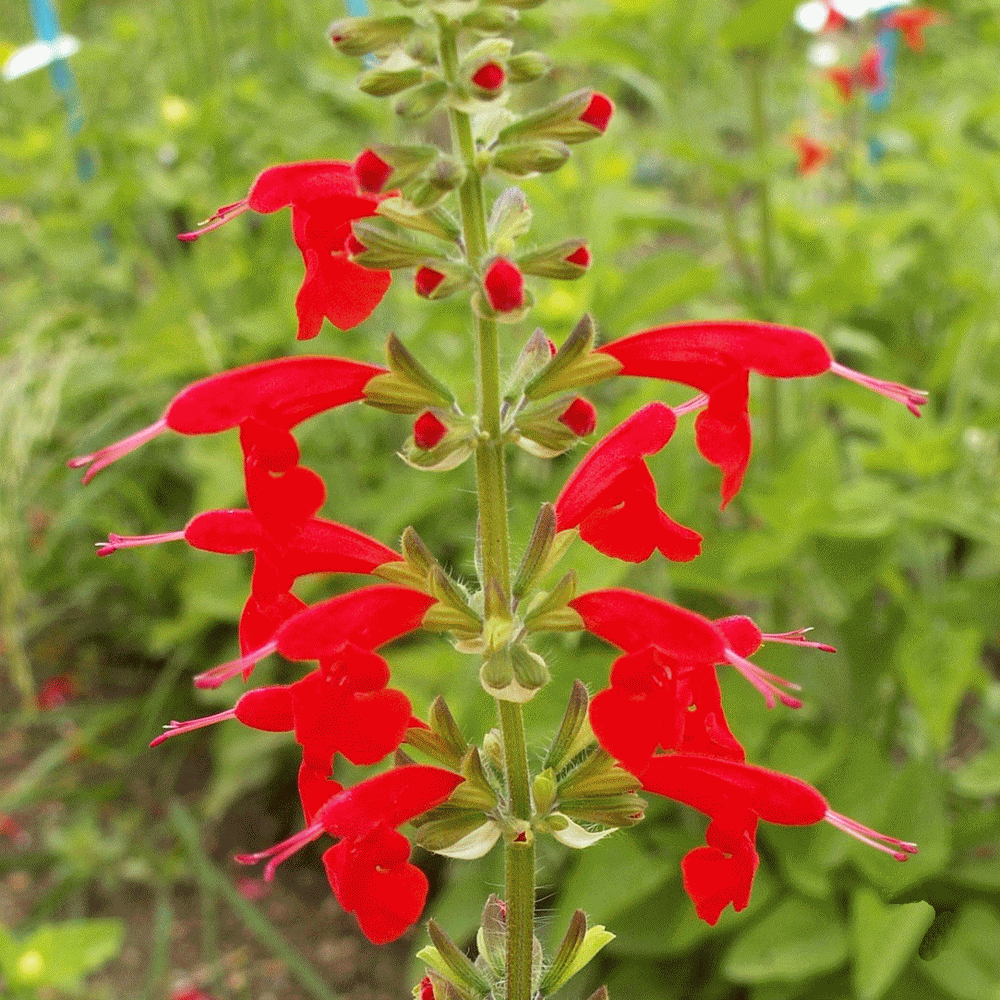 Brazilian White and Red Scarlet Sage 10 seeds non GMO