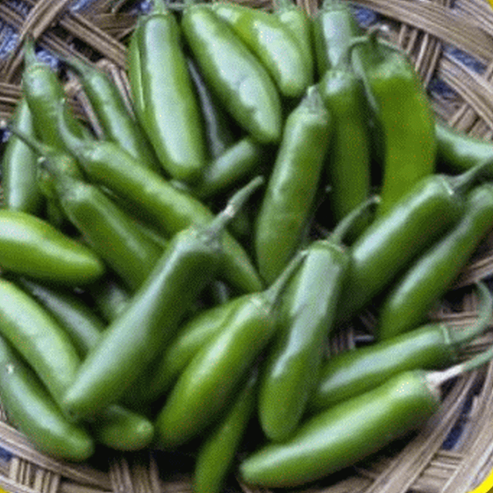 Pepper Seed Serrano Heirloom Organic Non GMO 20 Seeds Hot CHILLE Peppers for sale online 