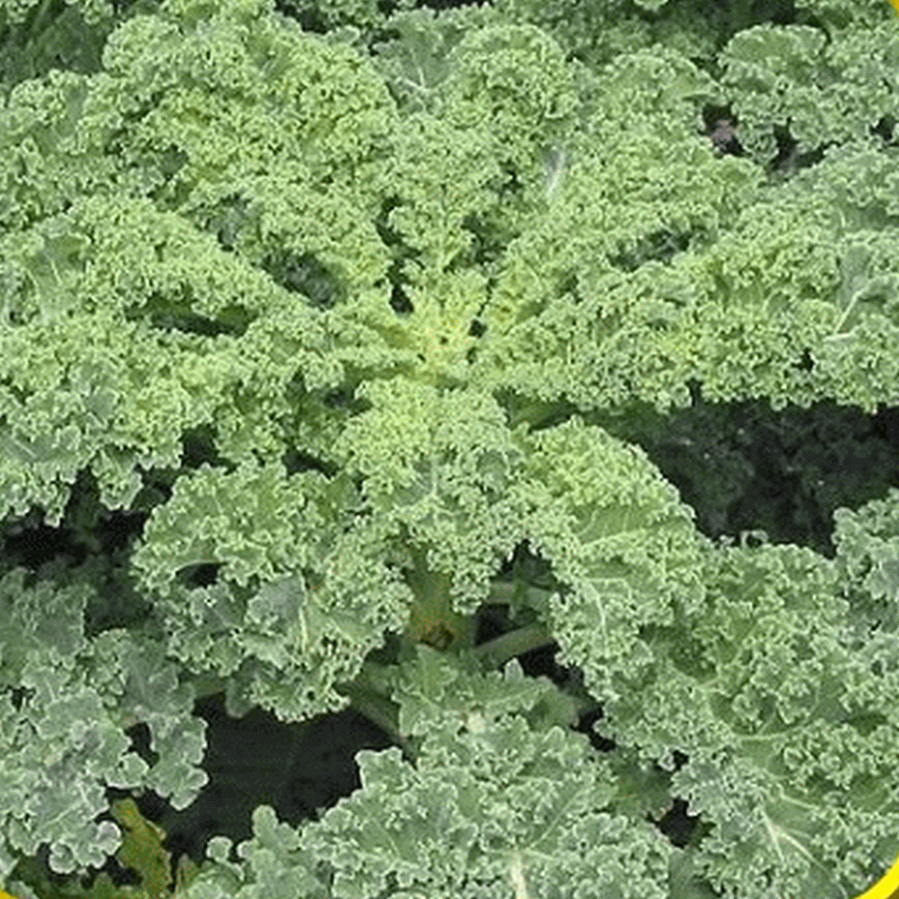 Everwilde Farms Mylar Seed Packet 500 Red Russian Kale Seeds 