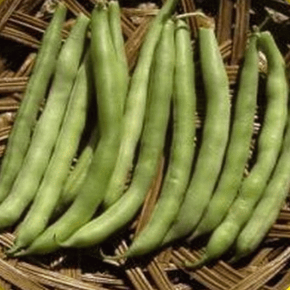 green bean seedlings green bean seedlings