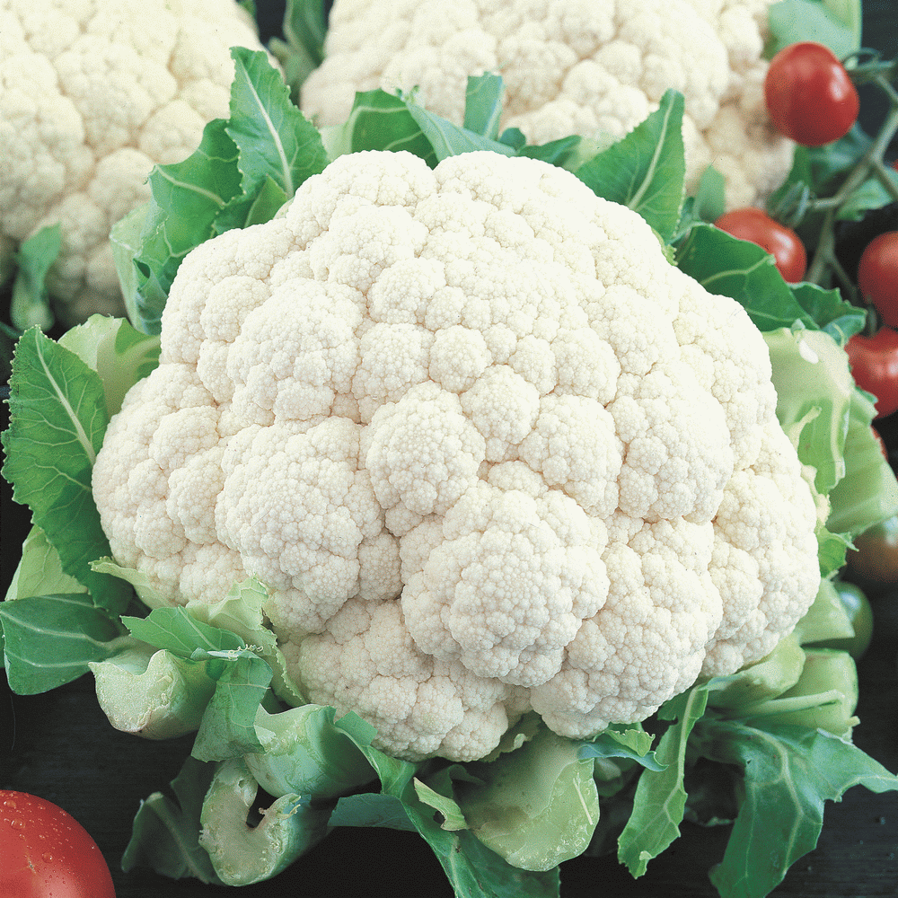 Cauliflower Seeds Snowball Self Blanching 