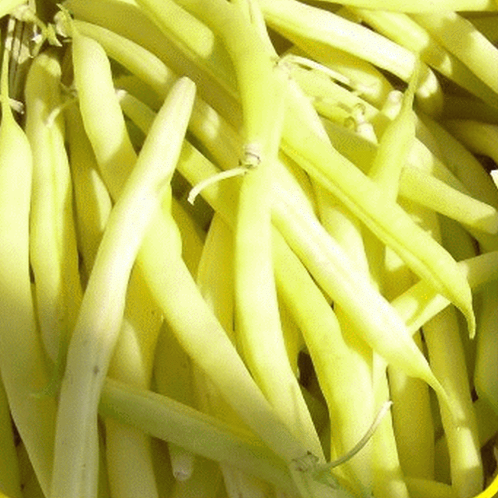 Sungold Yellow Bean 