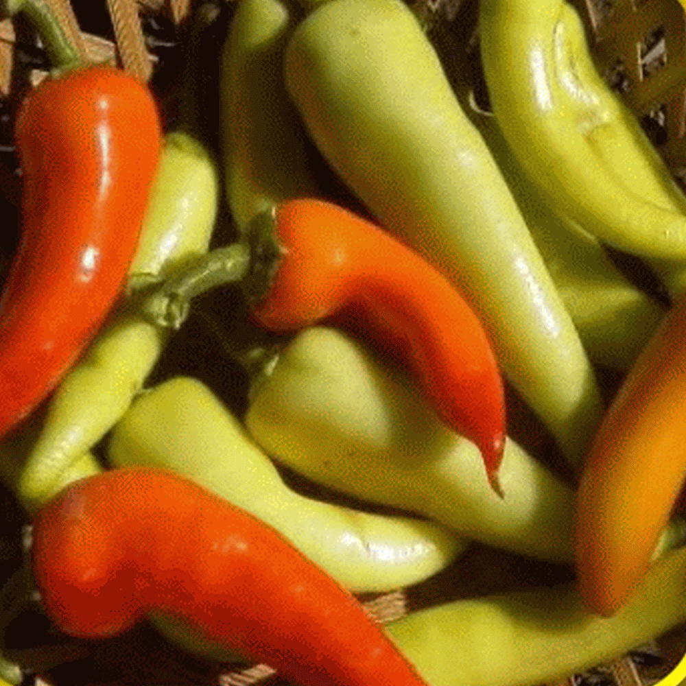 25 Organic Hungarian Wax Hot Pepper Seeds Everwilde Farms Mylar Seed Packet 