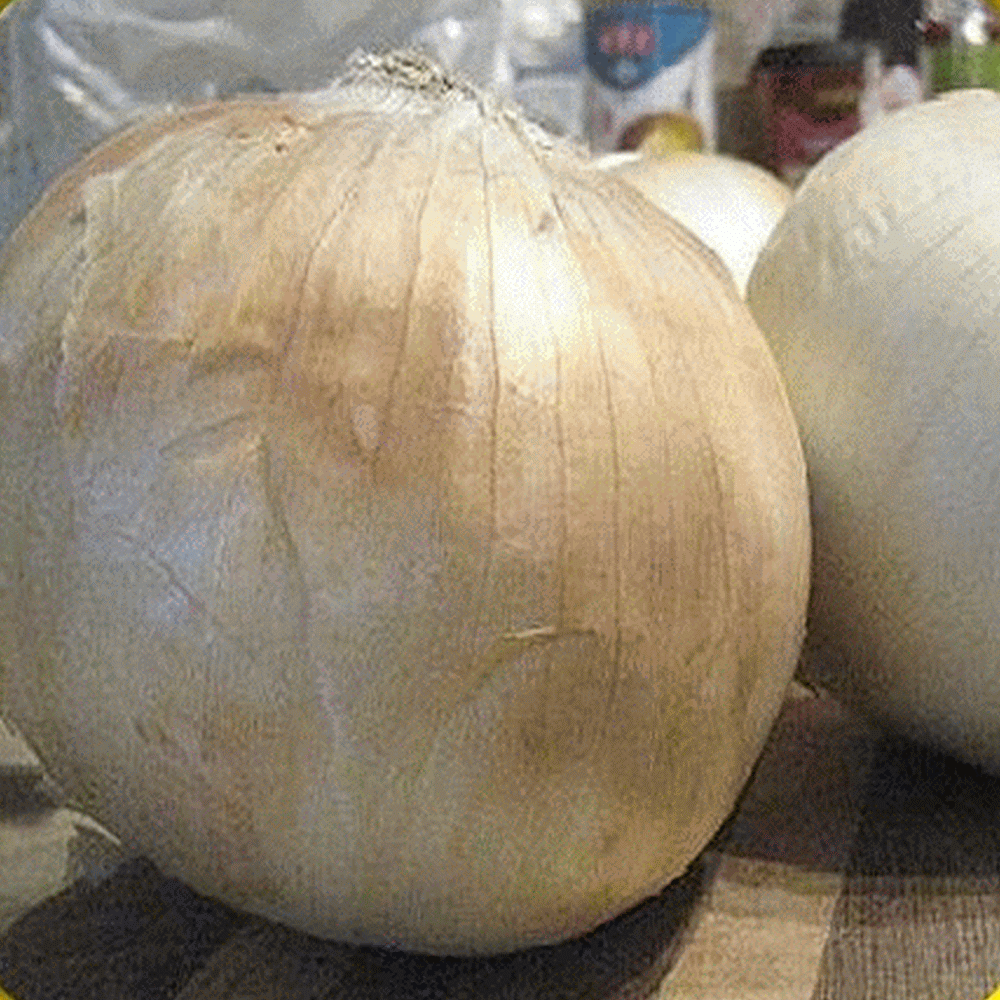 White Sweet Spanish Onion seeds Organic Non GMO USA Harvested 500