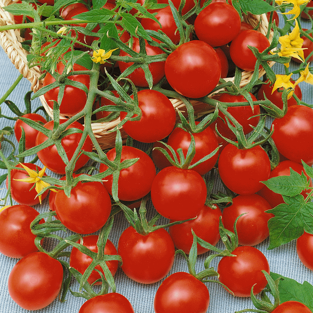 Organic Heirloom Tomato Seeds Rare 40 Seeds Sweet Small Wild Sweetie