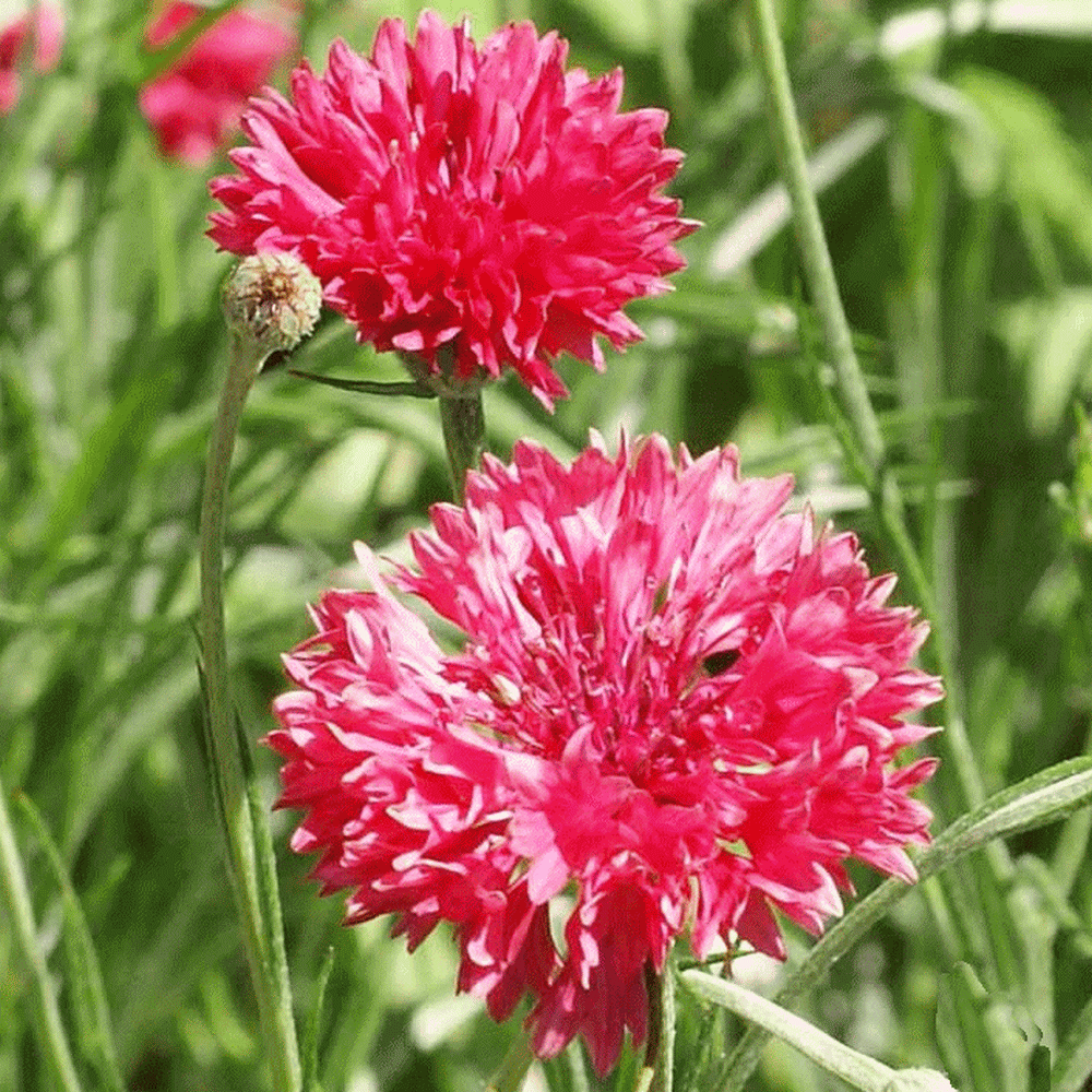 Bachelor Button Seed Beautiful Blooms 500 Seeds Tall Blue Organic 