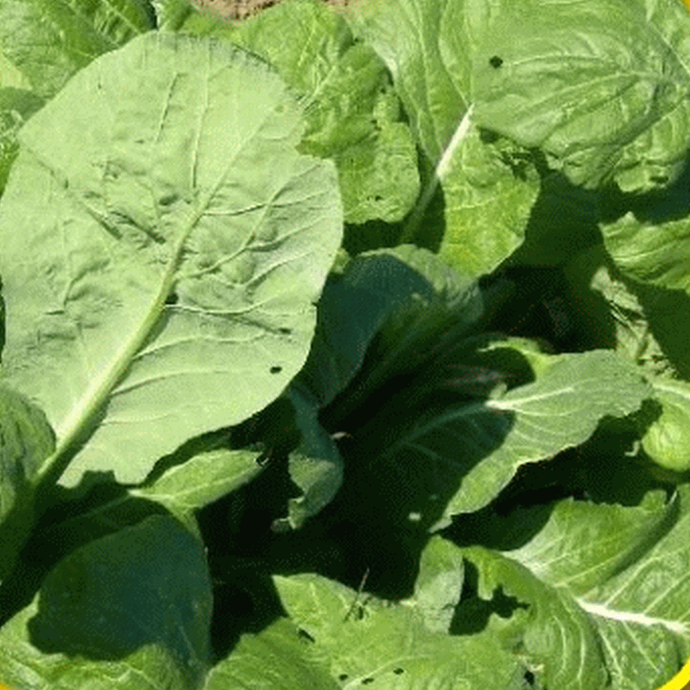 Green 500 Non-GMO Davids Garden Seeds Mustard Greens Tendergreen SL7445 Heirloom Seeds 
