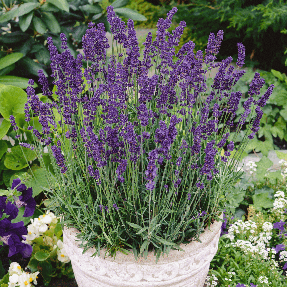 English Lavender Seeds Lavandula Angustifolia English Lavender