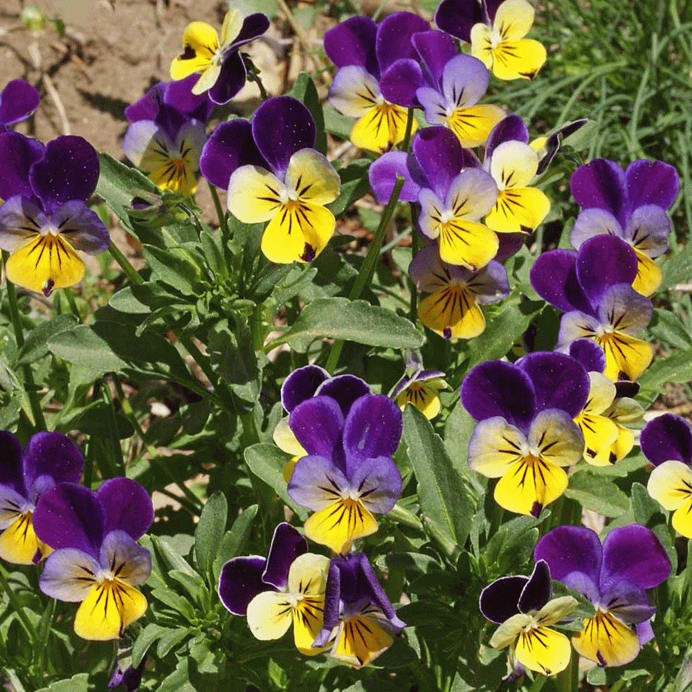 Viola SẸẸDS for Plạnting Johnny Jump Up SẸẸDS Viola Tricolor 50 SẸẸDS for Grówing