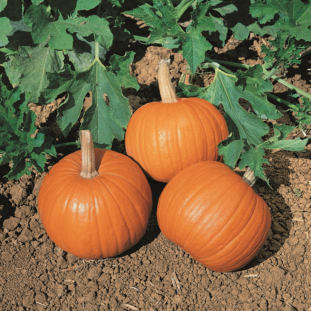Bulk Wee Be Little Pumpkin Seeds Miniature Pumpkin Seeds bulk-wee-be-little-pumpkin-seeds-miniature-pumpkin-seeds
