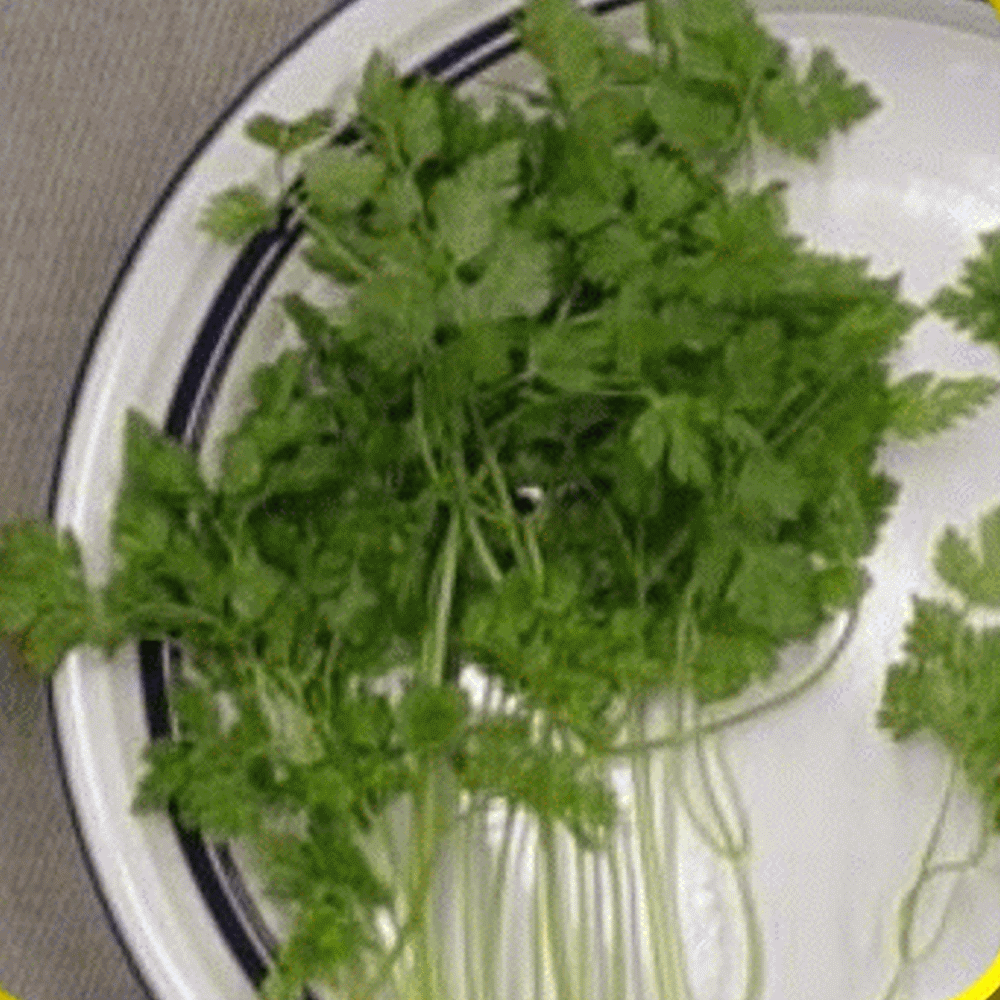 200 Winter Chervil Herb Seeds Everwilde Farms Mylar Seed Packet