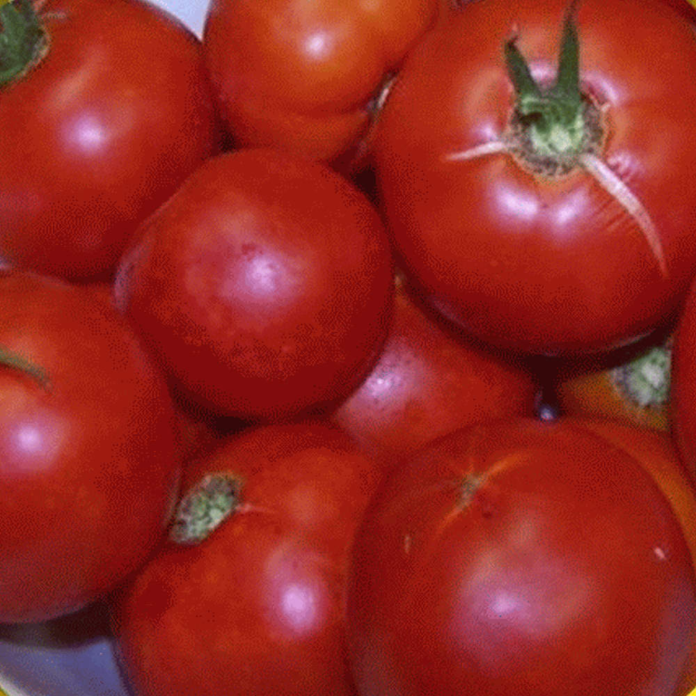Wisconsin 55 Heirloom Tomato Seed 