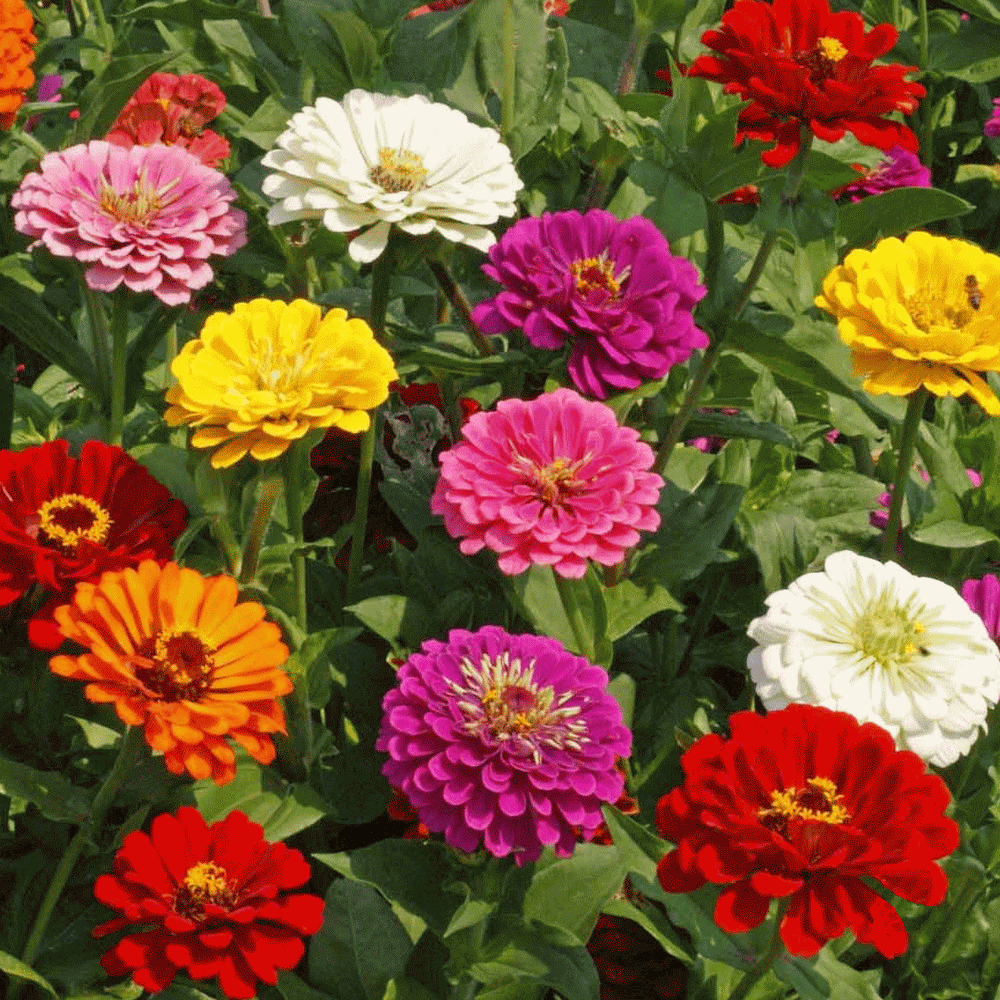 Zinnia Flower Seeds California Giant Cool Beans N Sprouts Brand