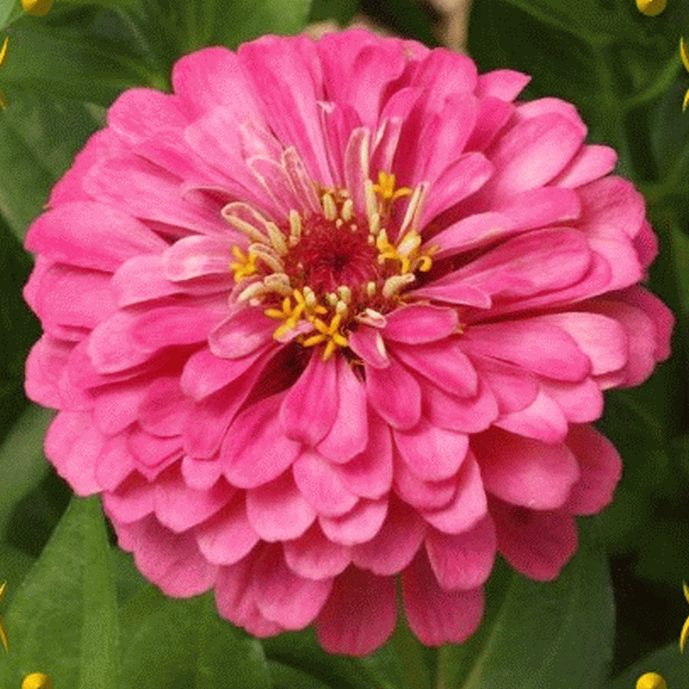 Bulk Zinnia Luminosa Pink Flower Seeds Pink Zinnia Seeds