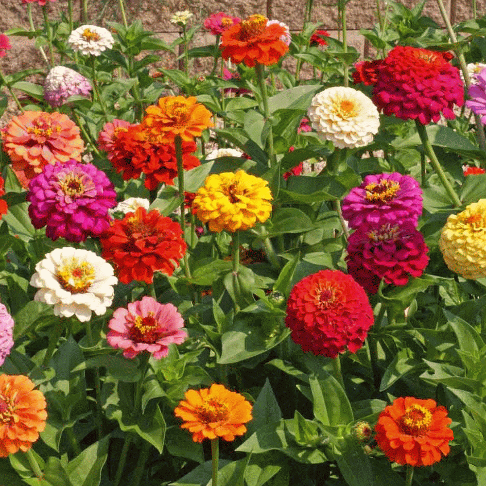 50 White Zinnia Seeds Zinnia Elegans Youth-and-old-age Garden Flowers 