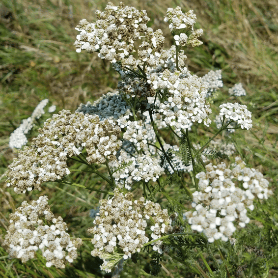 Yarrow Seeds Western Yarrow Seeds Achillea millefolium occidentalis Seeds | Woolly Yarrow Seeds