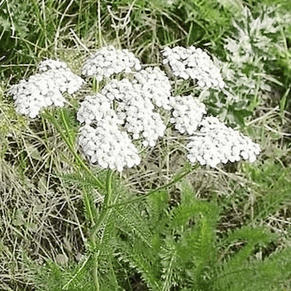 Yarrow Seeds Western Yarrow Seeds Achillea millefolium occidentalis Seeds | Woolly Yarrow Seeds