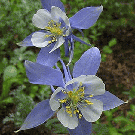Image result for columbine flower gif