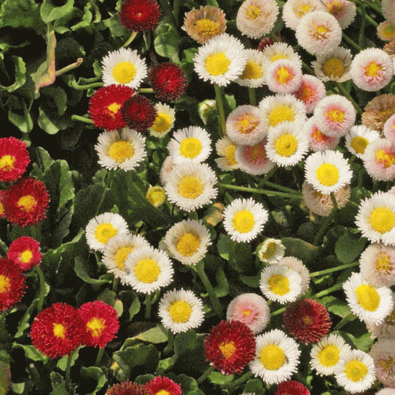 English Daisy Seeds English Daisy Seed Mix Everwilde Farms