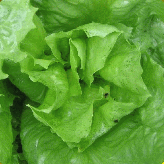 The Ultimate Guide To Endive Lettuce Seeds