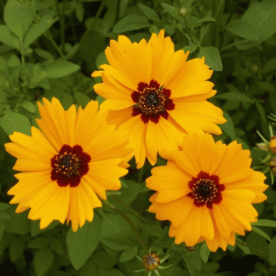 Coreopsis Flower Definition