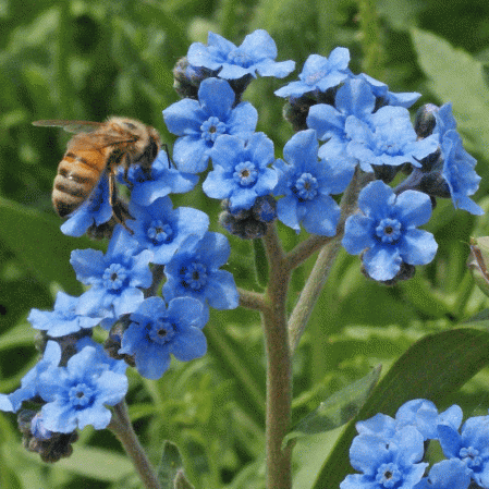 Chinese Forget Me Not Seeds Cynoglossum Amabile Everwilde Farms