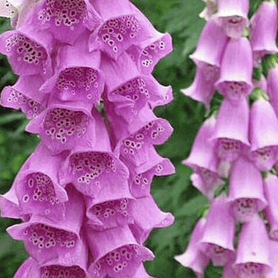Digitalis purpurea (Foxglove) Wildflower Seed